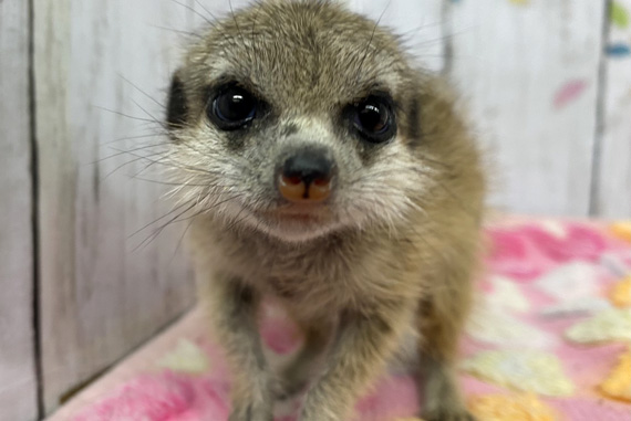 ワンダーランド杉並高井戸店 トーリーメイト Torimate 関東地域ペットショップ