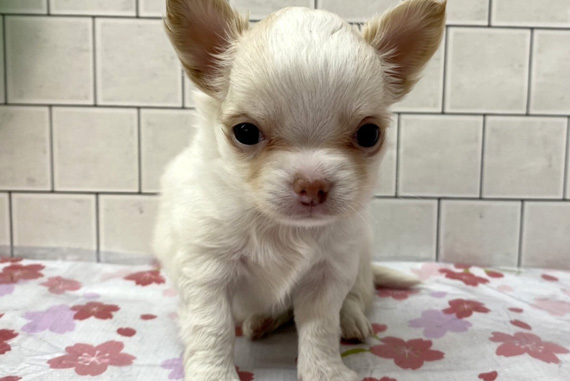 K016-34 | トーリーメイト-TORIMATE-関東地域ペットショップ