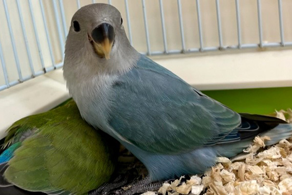 コザクラインコ トーリーメイト Torimate 関東地域ペットショップ